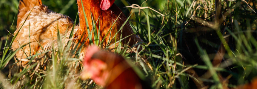 Campo Futuro levanta custos de produção de grãos e avicultura de postura