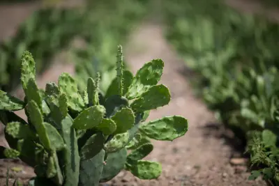 Eucaliptos silvicultura