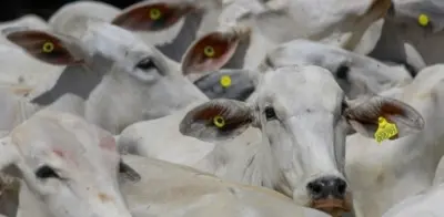 Reuniao Bovinoculturapresidente