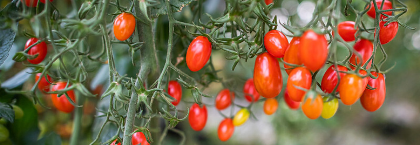 Campo Futuro analisa custos de produção em sete estados