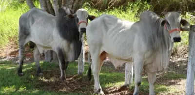 Premio Queijos Parana 2025