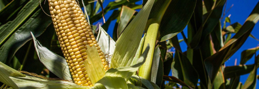 Faesc alerta produtores rurais sobre atualização das condições para inscrição no Cadastro Nacional da Agricultura Familiar