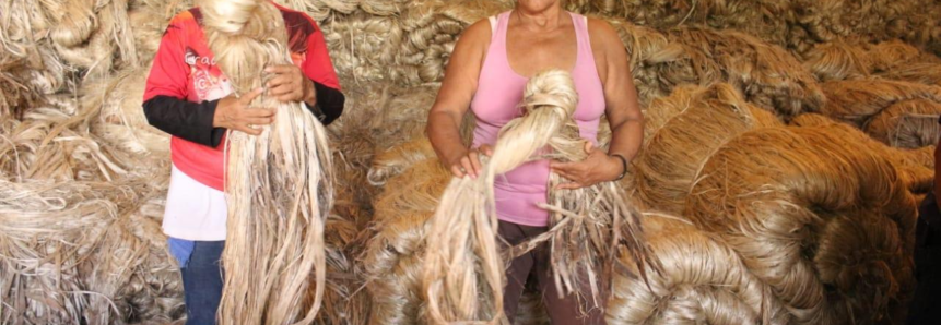 Produtores de fibras naturais recebem pagamento de subvenção de juta e malva