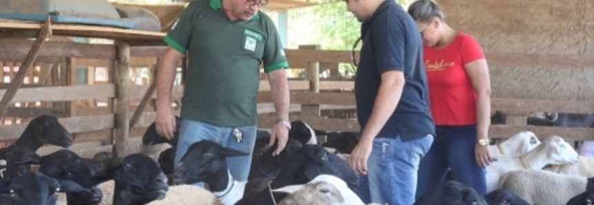 Técnicos da ATeG do SENAR Tocantins recebem capacitação em ovinocultura