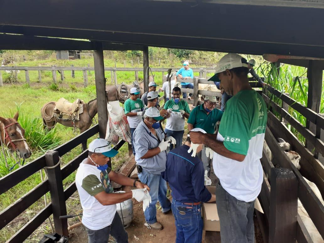 04 13 abr inseminacao sindicato nova bandeirantes 2