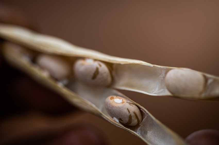 Cotações do feijão permanecem estáveis após altas recentes