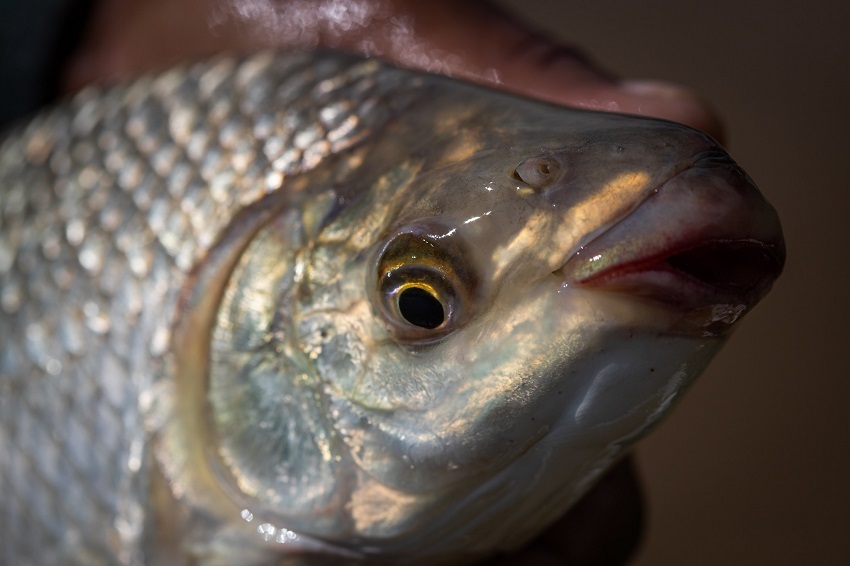 Comissão Nacional de Aquicultura se reúne para discutir avanços do setor