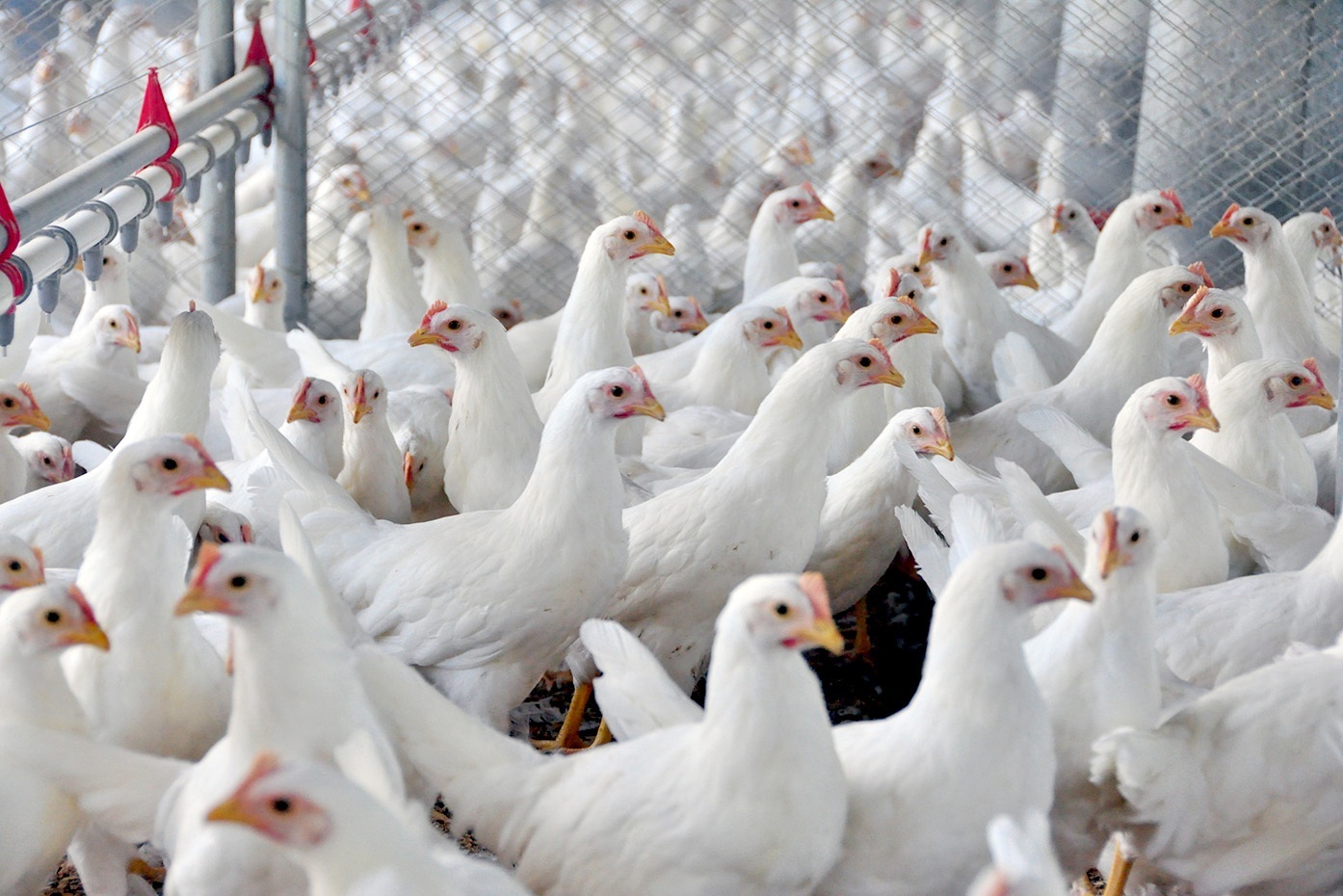 Avicultura Embrapa Su C3 A Dnos e Aves