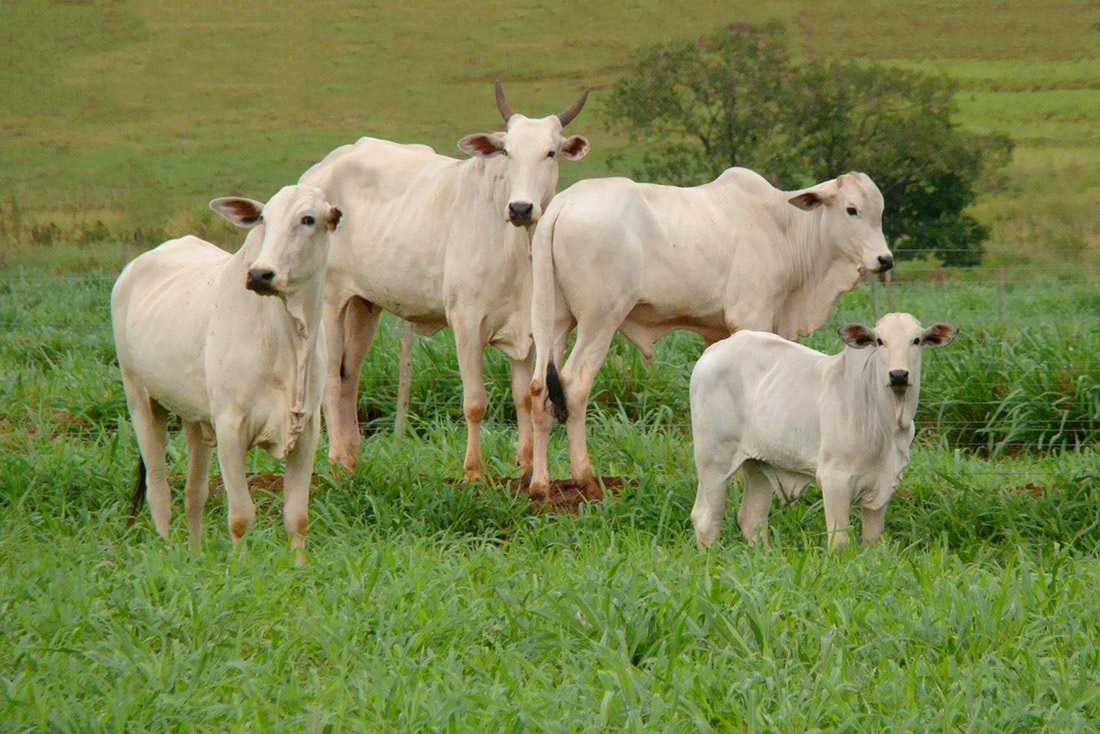 Bov corte famasul senar ms pecuaria