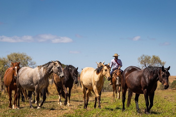 CAVALOS