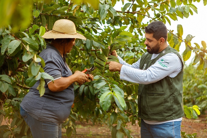 Erick explica técnicas de poda para Maria.