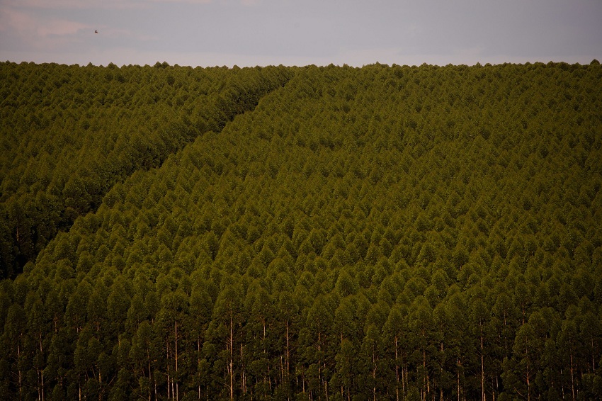 CNA participa da reunião da Câmara Setorial de Florestas Plantadas do Mapa