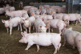 CNA discute situação da peste suína clássica