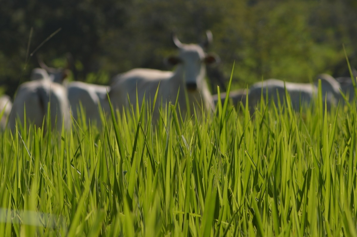 Educa C3 A7 C3 A3o no Campo Paisagens Rurais