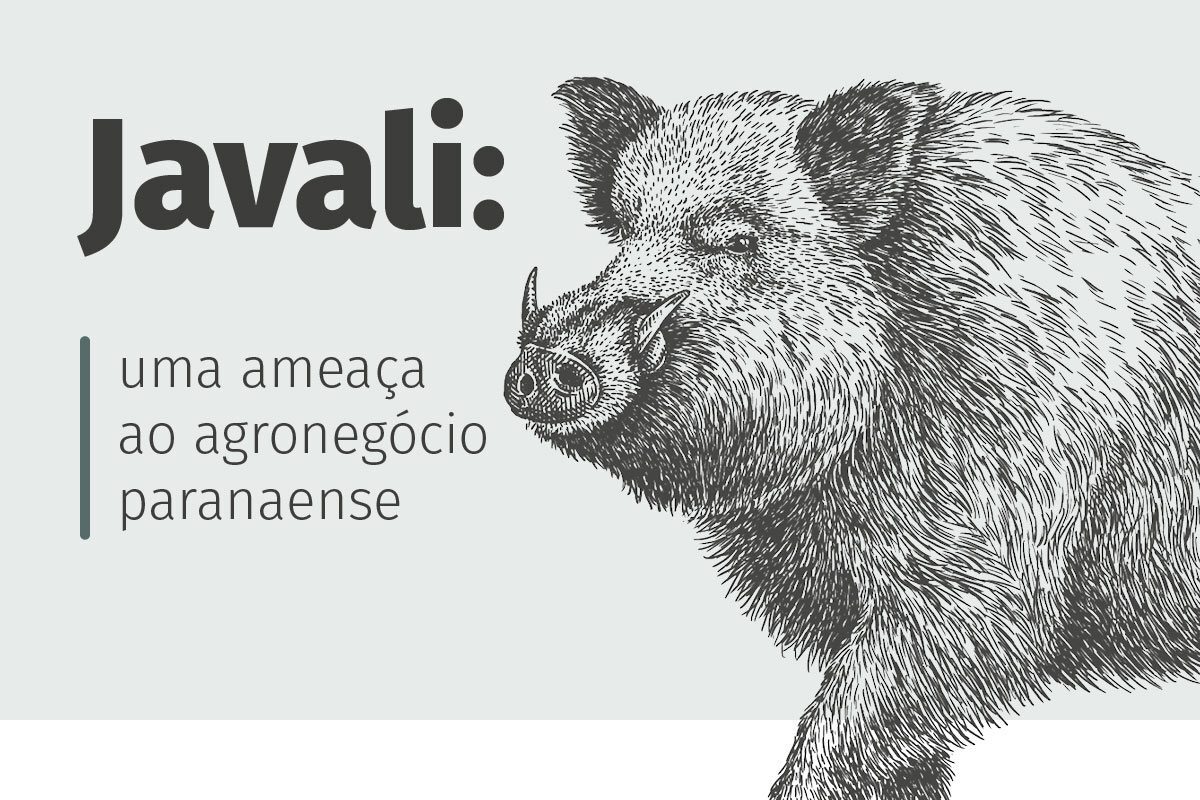 Javali 1