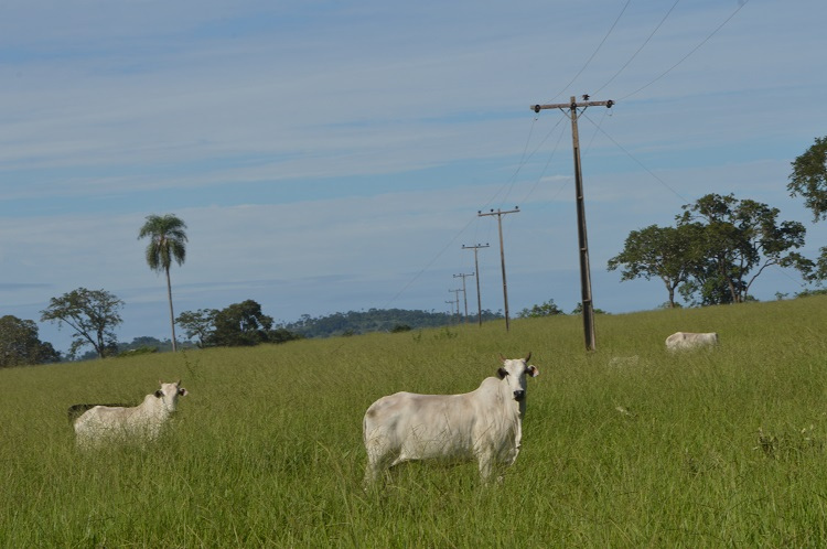 Luz Campo 0