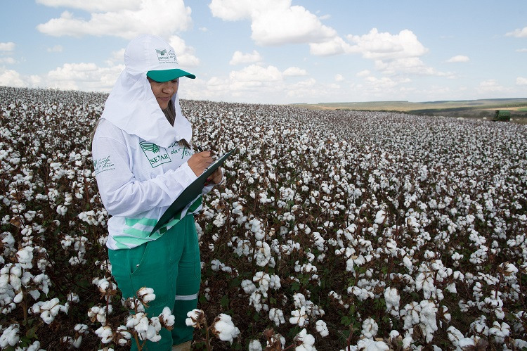 Mulheres No Agro web