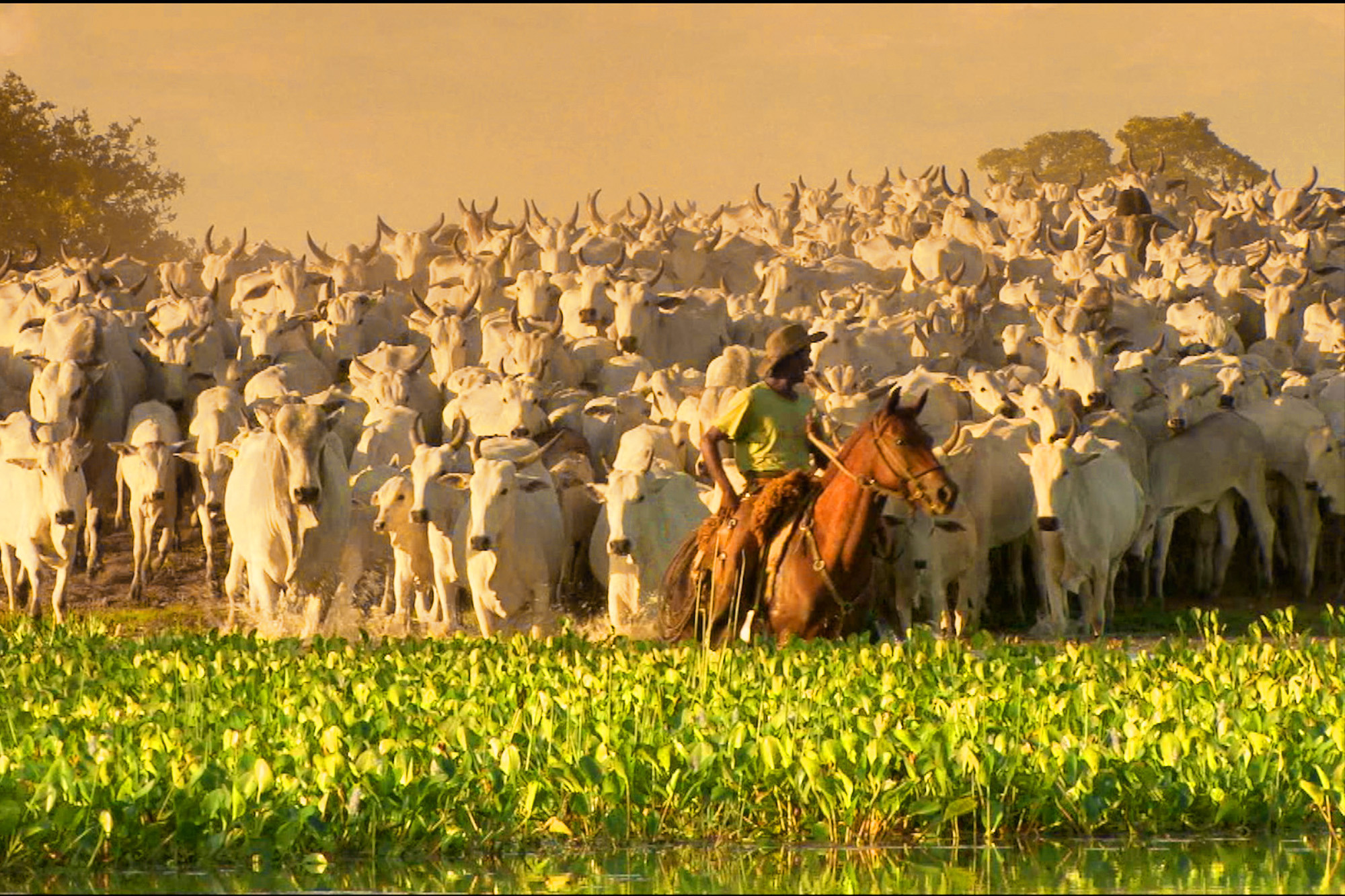 PANTANAL 1