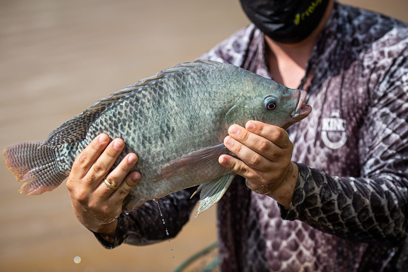 PISICULTURA TILAPIA web