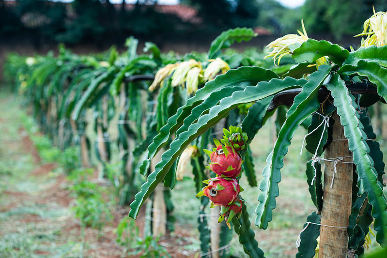 PITAYA web