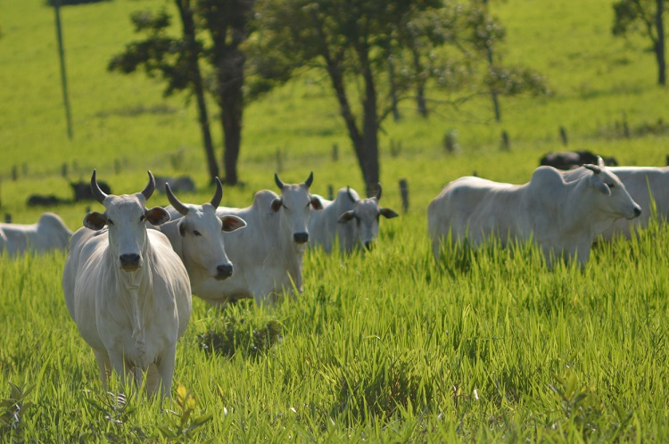 Pecuaria Site