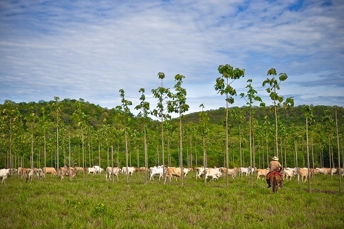 Rebanho Verde