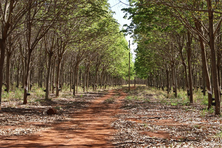 Seringueira Floresta Plantada