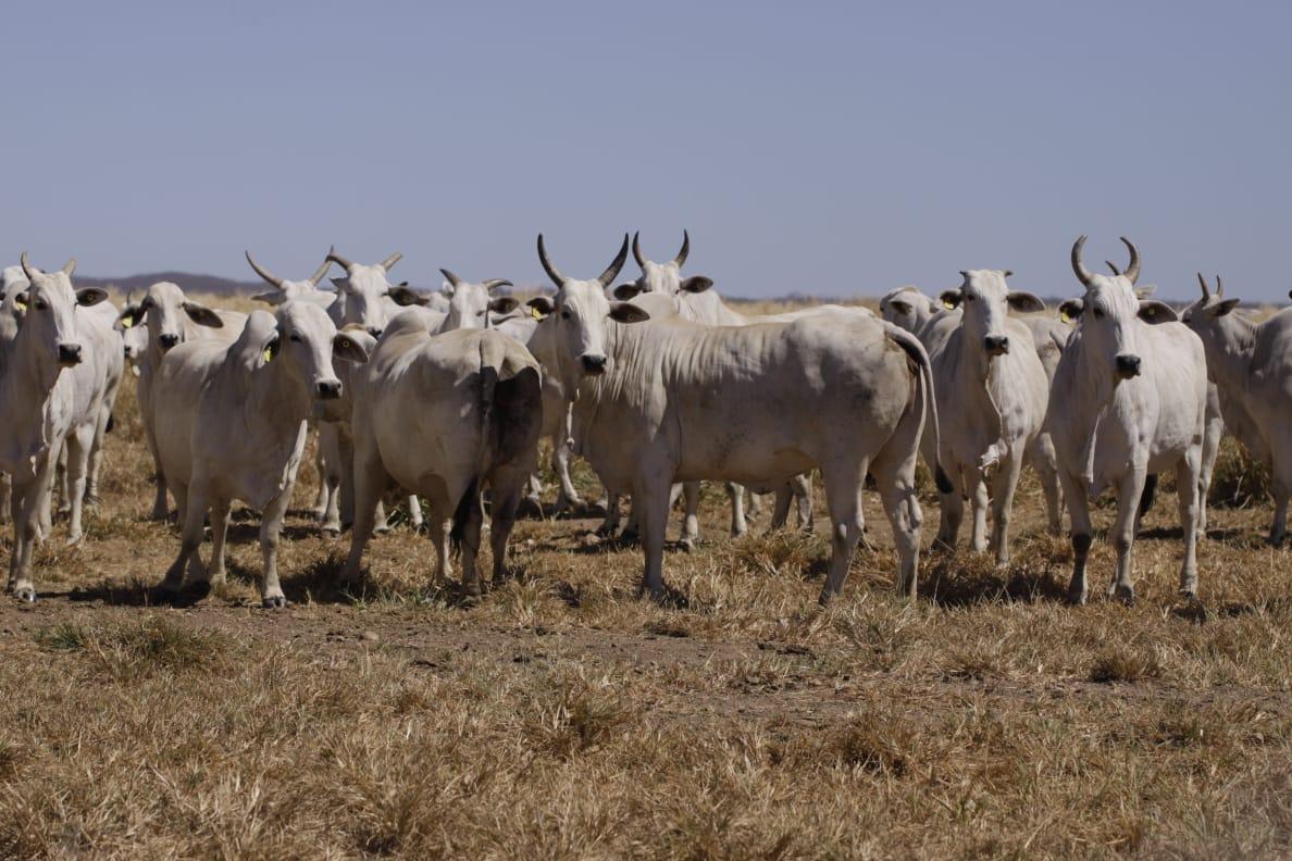 A Fazenda Ipê produz animais das raças Nelore e Angus.