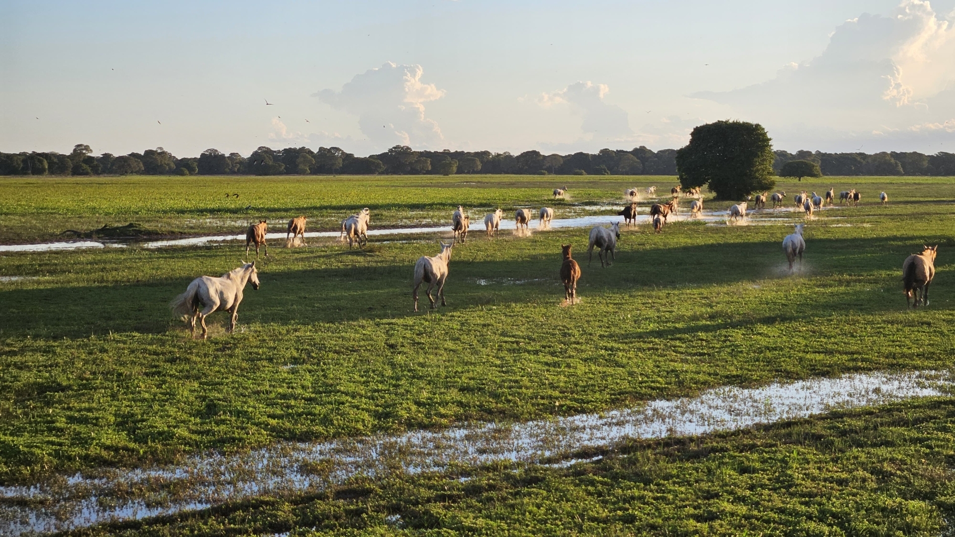 Representantes do Sistema Famato integram Câmara Setorial Temática para discutir o PSA no bioma Pantanal
