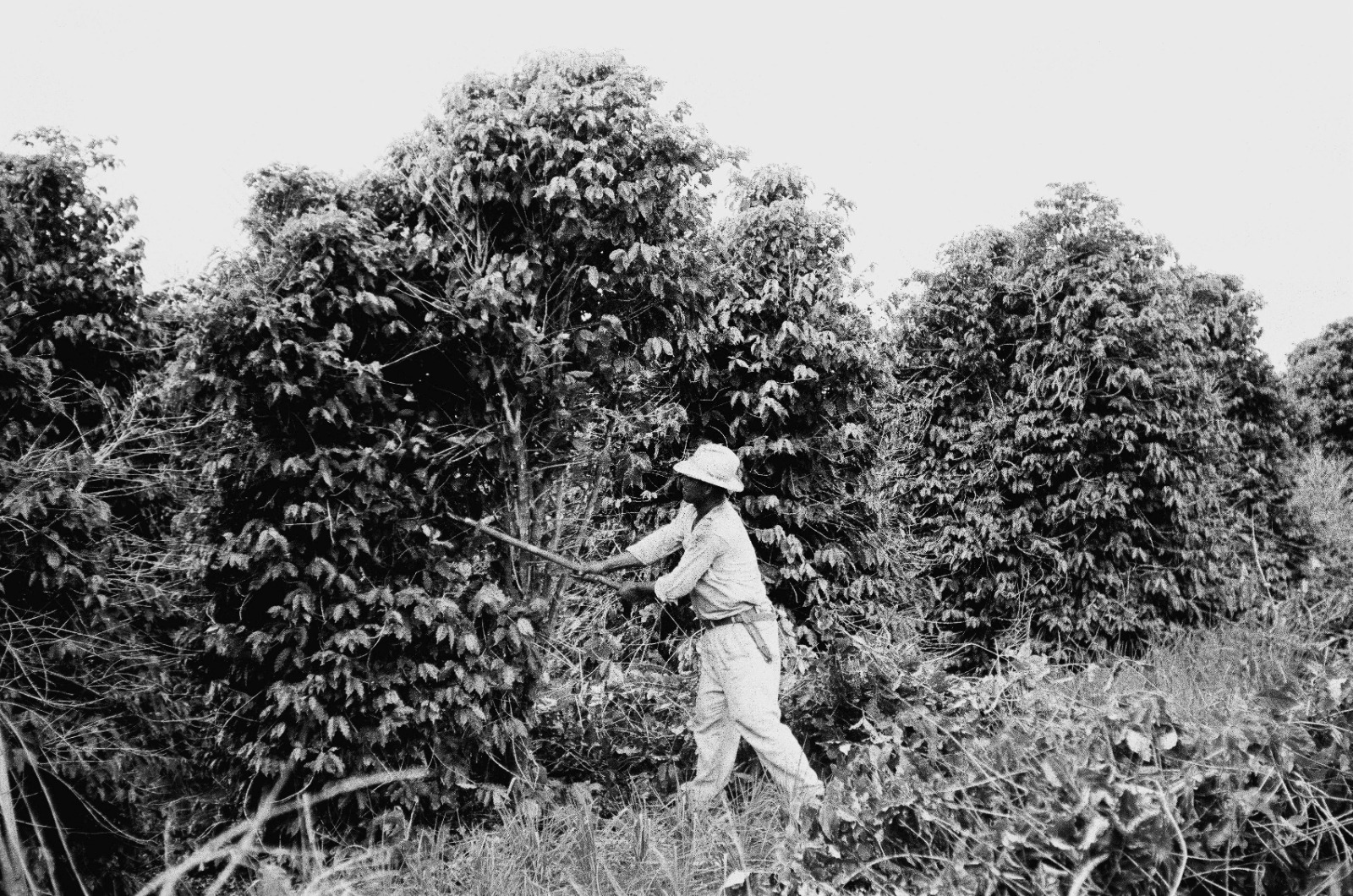 Geada negra modificou o carro-chefe da agropecuária paranaense