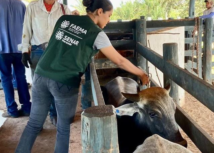 Maranhão avança para alcançar o status de zona livre de febre aftosa sem vacinação em 2024