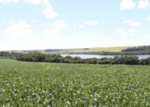 El Niño coloca conservação de solos do Paraná à prova