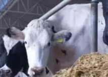 Senar Goiás lança curso online: “Nutrição de bovinos de leite na era da pecuária 4.0”