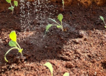 Alunos de escola estadual de Campos Novos comemoram sucesso do Programa Plantando para o Futuro