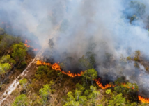 Paraná está próximo de bater recorde histórico de incêndios no meio rural