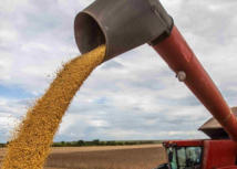 Webinar debate cenário de oferta e demanda do mercado do milho e da soja