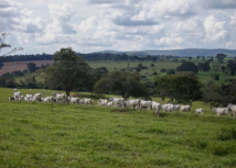 Dia do Cerrado: projetos do Senar contribuem para a sustentabilidade do bioma