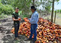 Assistência Técnica e Gerencial gratuita para 200 produtores de cacau do Espírito Santo