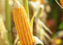 Senar Goiás lança cursos de nutrição do solo em momento estratégico para o plantio de milho