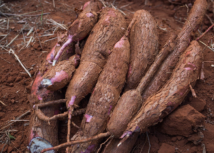 CNA participa de reuniões de câmaras setoriais de mandioca e florestas plantadas