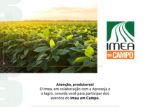 Imea em Campo vai apresentar os resultados do levantamento de produtividade realizado nas lavouras de MT