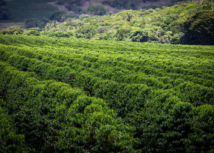 Senar lança curso online sobre boas práticas agrícolas