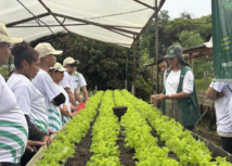 Técnica de campo do Senar Amazonas inova no manejo de hortaliças e ajuda produtores a melhorar renda