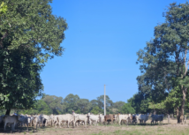 FPS encerra roteiro da comitiva com visita à Fazenda Boca da Onça, no Pantanal