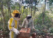 Mel de Buriti Bravo: Tradição, qualidade e desenvolvimento sustentável