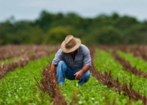 Sistema FAEP orienta produtores sobre prorrogação das parcelas de crédito rural