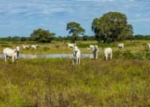 STF analisará nova lei do Pantanal com participação da Famato