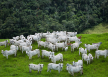 Vacinação contra a febre aftosa vai até o dia 15 de junho