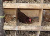 Técnico do Senar orienta avicultores sobre construção de cama de frango
