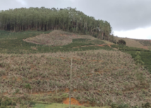 Força tarefa do agro vai ajudar produtores com prejuízos da chuva de granizo no Espírito Santo